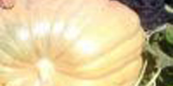 150 kilogramlık bal kabağı