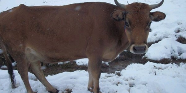 Rize'de hayvanlar yaylalarda mahsur kaldı