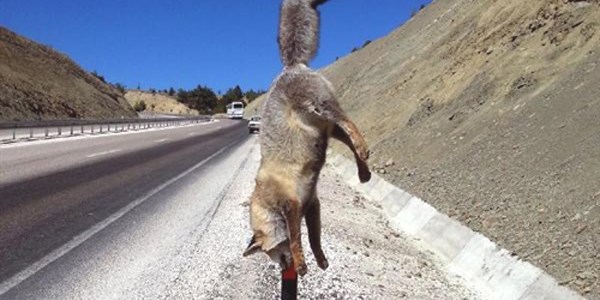 Yaralad�klar� tilkiyi demir �ubu�a ast�lar