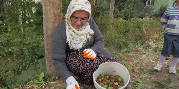 Van'da ceviz hasadı