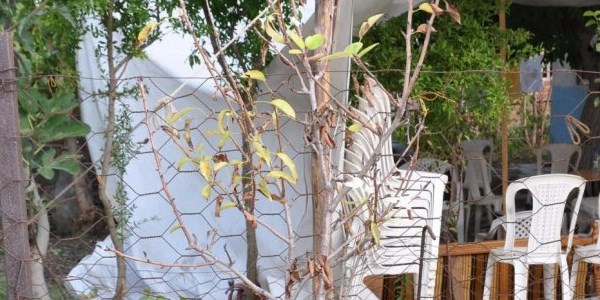 K�rka�a�'ta erik a�ac� �i�ek a�t�