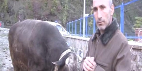 Artvin'in en pahal� kurbanl��� 'kamber' pazara ��kt�