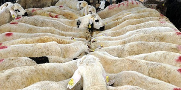 Maddi durumu yetersiz kişi kurbanını dağıtmayabilir