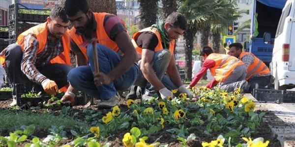 600 bin adet süs bitkisi dikilecek