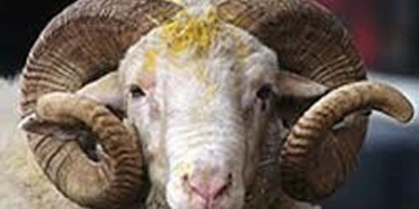 İlkokul öğrencileri, harçlıklarıyla bir aileye kurban aldı