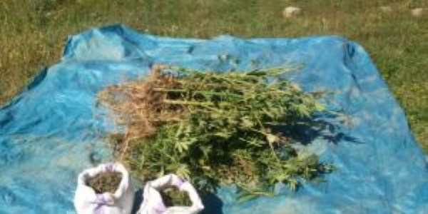 Bafra'da 185 kök hint keneviri ve 2.5 kilo esrar ele geçirildi