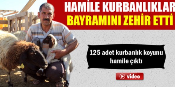 125 adet kurbanlık koyunu hamile çıktı