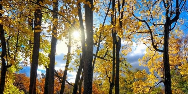 5 günlük haritalı hava tahmini