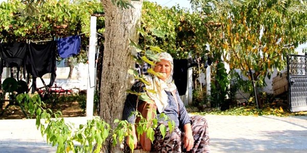 Zeytin ağacının gövdesinde çınar yetişmeye başladı