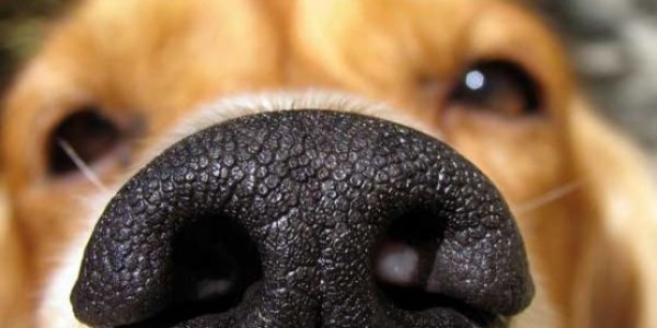 'Köpek burnu'yla kanser teşhisi