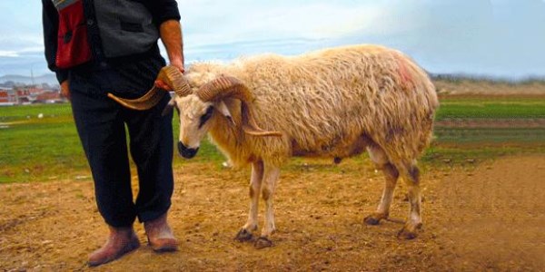 Kurban, çocukların seviyesine göre anlatılmalı
