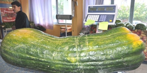 42 kiloluk kabak görenleri şaşırttı