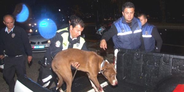 Hayvansever polis