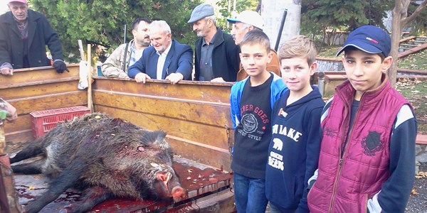 Avcılar 250 kiloluk yaban domuzu vurdu