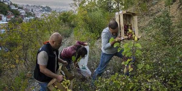 Uludağ'da aç kalan ayılara armut