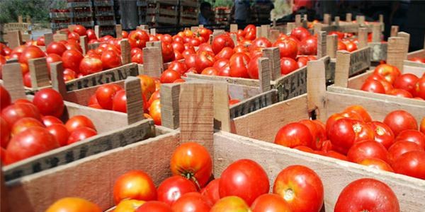 Domates ve biberde üretim düştü, fiyatlar arttı