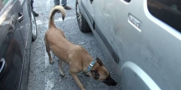 Polis köpeği 'Mendi' kaçak silahları buldu