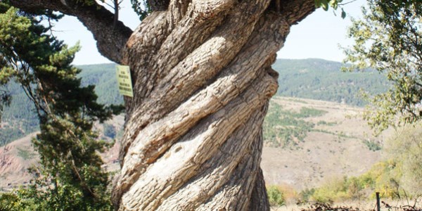 Burgulu armut ağacı görenleri şaşırtıyor