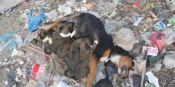 Yavru köpekler ölen annelerini emmeye çalıştı