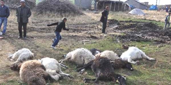 Muş'ta ahır çöktü, 20 küçükbaş hayvan telef oldu