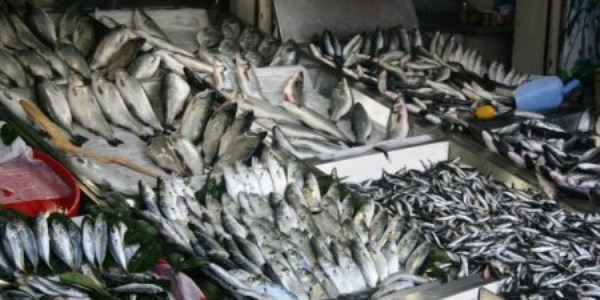 Balık bolluğu fiyatları düşürdü