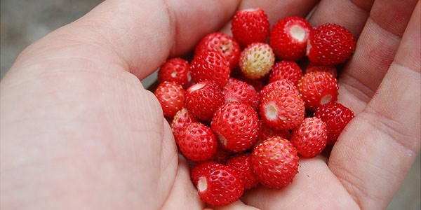 Vitamin deposu dağ çileği kanserden koruyor