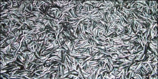 Karadeniz'de hamsi bolluğu