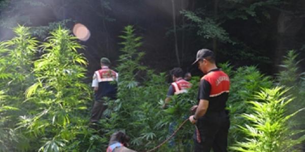 Jandarma 10 ayda 345 kilo esrar ele geçirdi
