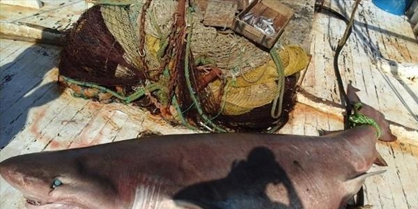 Kuşadası'nda ağlara 600 kiloluk köpekbalığı takıldı
