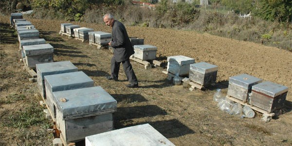 Eşek arıları, milyonlarca bal arısını yedi