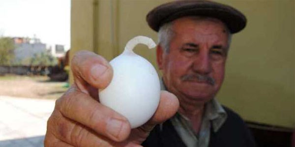 'Böyle yumurta mı olur' demeyin