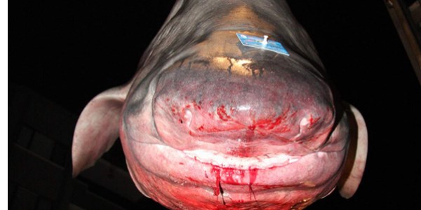 3 metrelik k�pek bal��� �ocuklar�n ilgi oda�� oldu