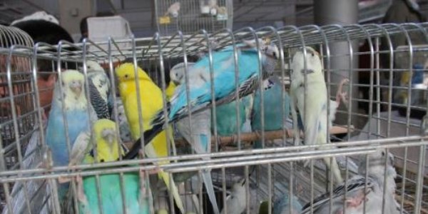 Şampiyon kuşlar, Türkiye'yi dünya kupasında temsil için yarıştı