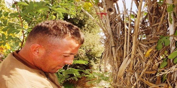 Ağaç gövdesinde bolca mantar yetişti