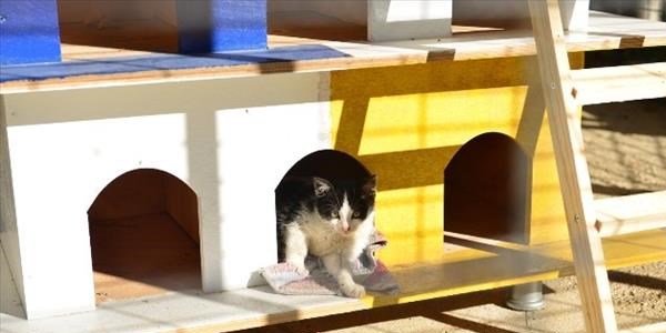 �anakkale Belediyesi parklara kedi evleri kuruyor