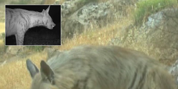 ��rnak'ta �izgili s�rtlan g�r�nt�lendi/ Video