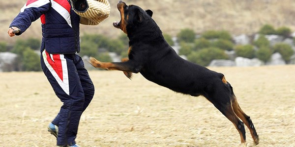 Katil köpek yasak fakat dinleyen yok