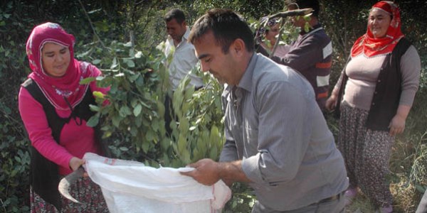 Mersin'in gizli serveti 'defne'