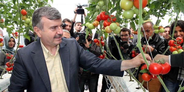 Çöplüğe kurulan serada ilk hasat