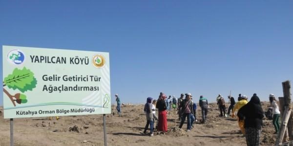 ��renciler 3 bin ceviz fidan� dikti