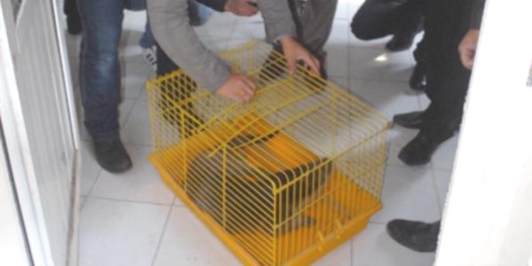 Batman'da su samuru bulundu