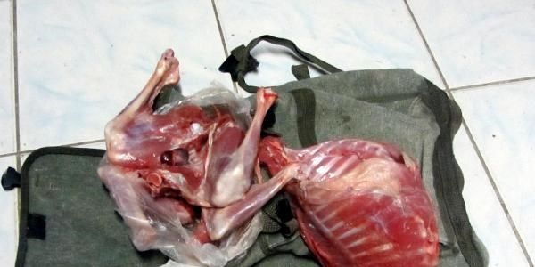 Kaçak yaban keçisi avına 26 bin lira ceza