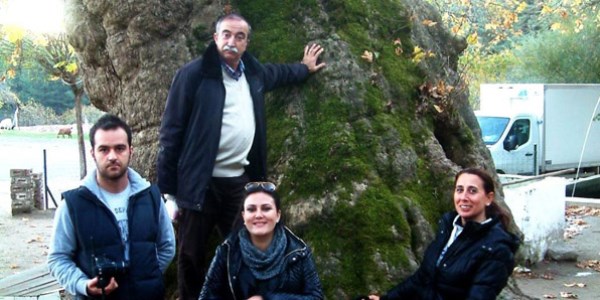 Kaz Dağları'ndaki dev çınarlar ilgi odağı oldu