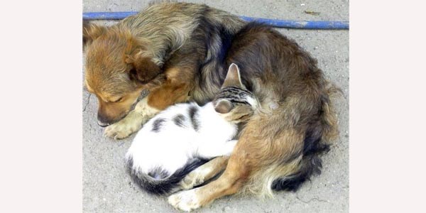 Minik kedi, köpeği annesi zannediyor