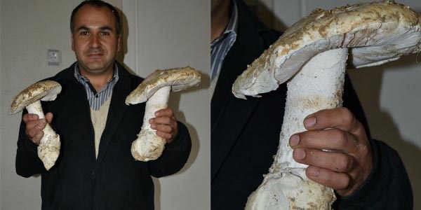 Denizli'de dev mantar