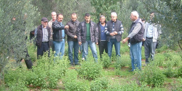 Burhaniye, şeker otunun merkezi olacak