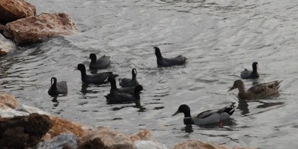 �rdek Adas�'na yeni ada ekleniyor