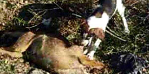 Isparta'da vah�et g�r�nt�leri