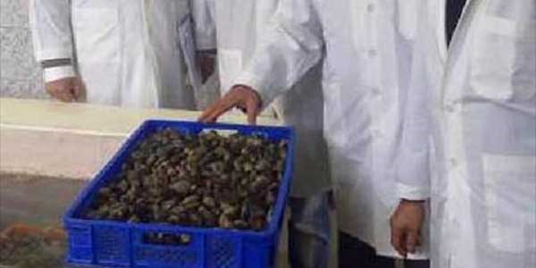 Ayval�k'ta midye operasyonu