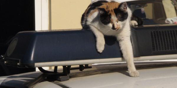 "G�nd�z" polis ara�lar�n�n �zerinden inmiyor